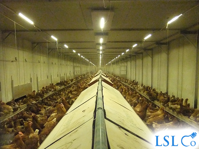 LED Linear Lighting & Lighting Control, Chicken House – West Sussex 2012